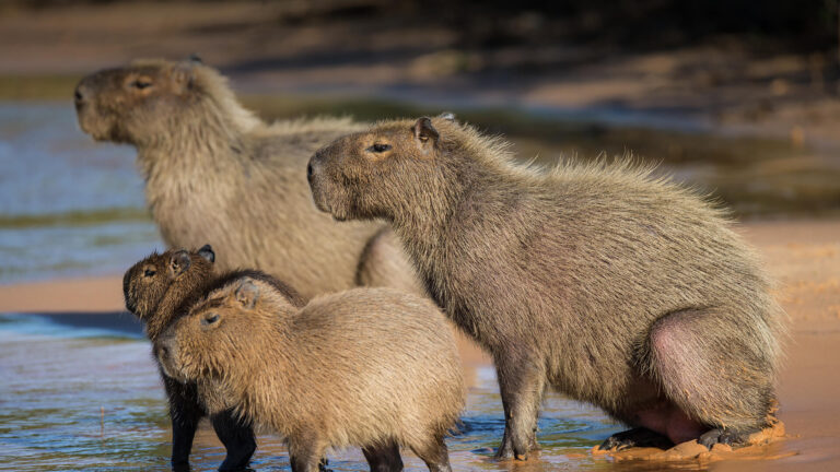 The Mysterious Capitross Animal 10 Fascinating Facts About